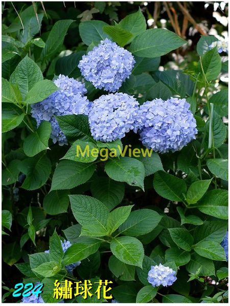 Hydrangea macrophylla 繡球花(洋繡球、八仙花、紫陽花、七變花、天麻理花) – 博視植物網