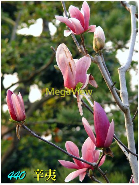 Magnolia Liliiflora 辛夷 紫木蘭 紫玉蘭 木蘭 怡笑花 木筆 房木 木蓮 猴桃 博視植物網