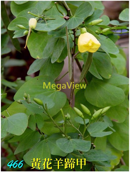 Bauhinia Tomentosa 黃花羊蹄甲 綿毛羊蹄甲 博視植物網