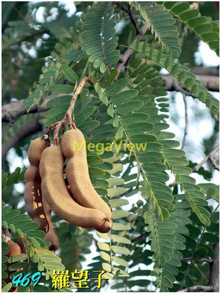 Tamarindus indica 羅望子(酸果樹、酸豆) – 博視植物網