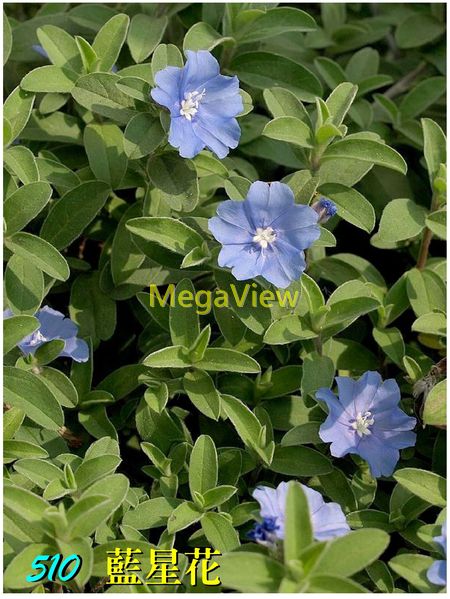 Evolvulus Nuttallianus 藍星花 星形花 草本仙丹花 雨傘花 博視植物網