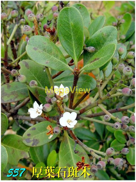 Rhaphiolepis Indica Var Umbellata 厚葉石斑木 革葉石斑木 繖花石斑木 圓葉車輪梅 博視植物網