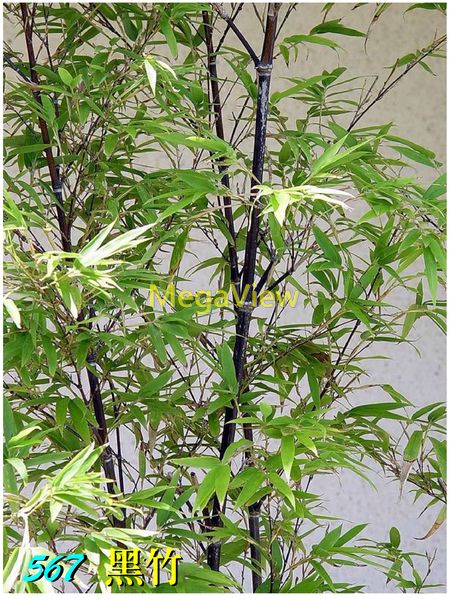 Phyllostachys nigra 黑竹(烏竹、紫竹、鞭竹、油竹、烏竹仔、墨竹 ...