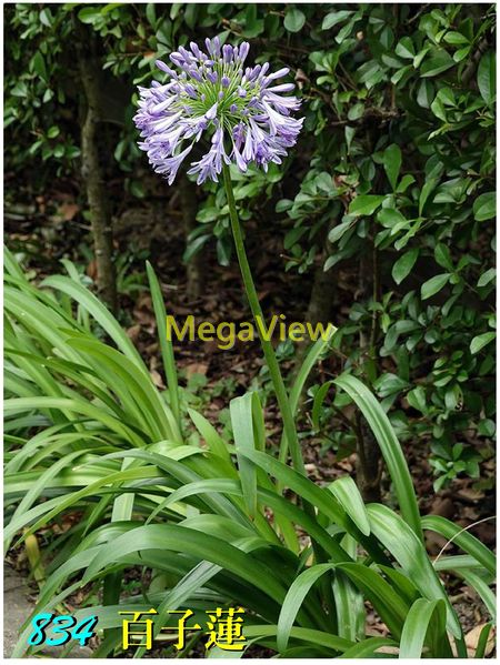 Agapanthus Africanus 百子蓮 非洲百合 紫百合 紫穗蘭 非洲蘭花 紫君子蘭 博視植物網