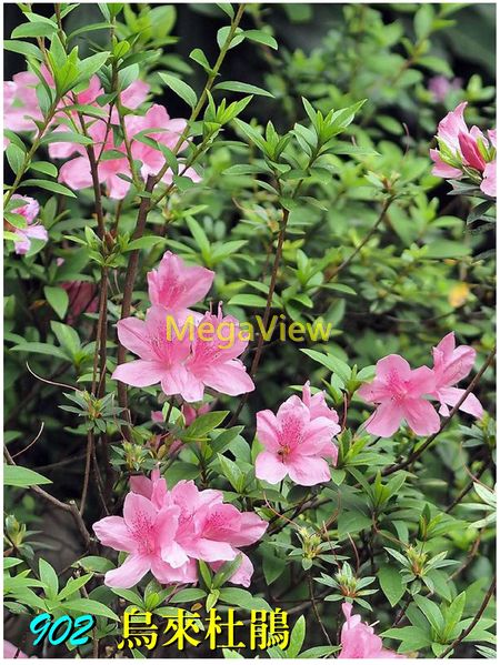 Rhododendron kanehirai 烏來杜鵑 (金平杜鵑、石碇杜鵑、柳葉杜鵑)