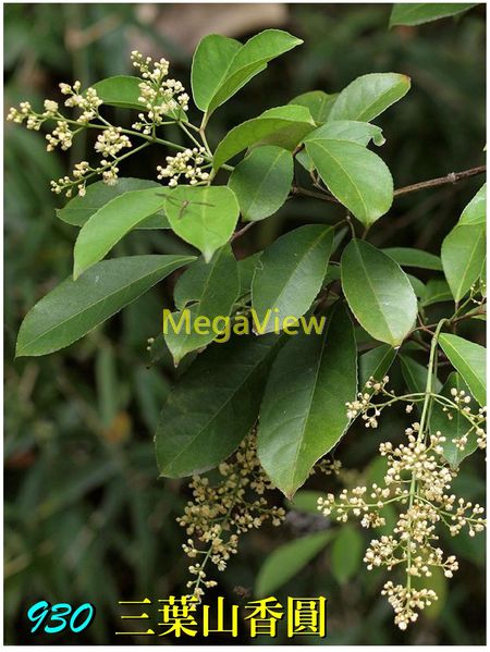 Staphyleaceae 省沽油科