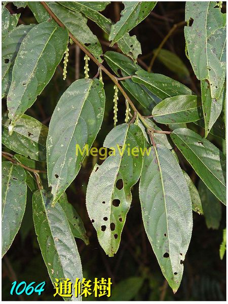 Stachyurus himalaicus 通條樹 (通條木、西域旌節花、小蓪草、小通草)