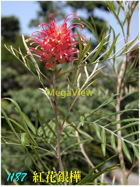 Proteaceae 山龍眼科