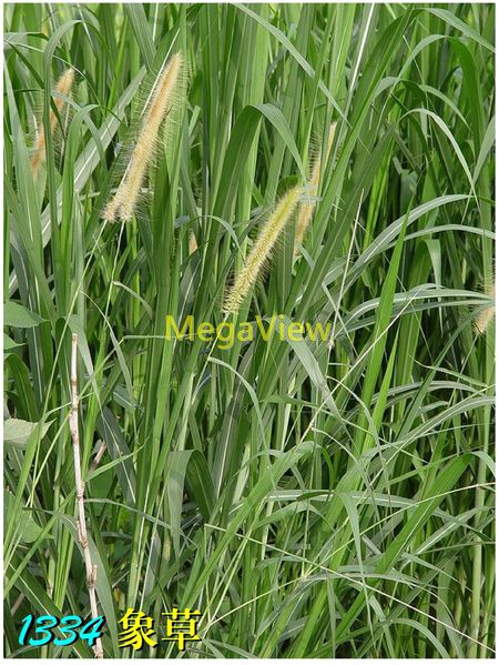 Pennisetum purpureum 象草 (狼尾草、青戾草)