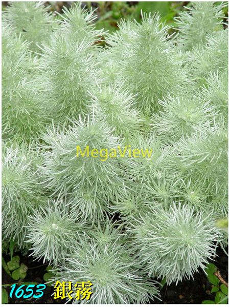Artemisia Schmidtiana Nana 銀霧 朝霧草 博視植物網