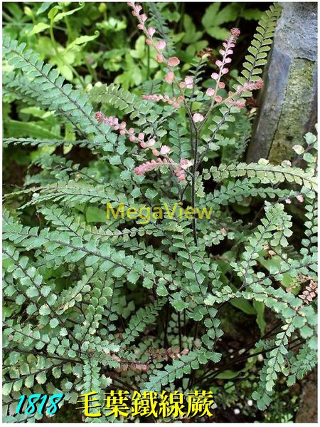 Adiantum hispidulum 毛葉鐵線蕨 ()