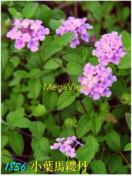 Lantana Montevidensis 小葉馬纓丹 蔓性紫花馬纓丹 小馬纓丹 博視植物網