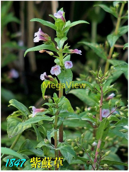 Limnophila Aromatica 紫蘇草 紅花紫蘇草 田香草 水花 博視植物網