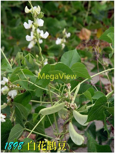 Lablab Purpureus Rongai 白花鵲豆 肉豆 扁豆 白鵲豆 白肉豆 鵲豆 蛾眉豆 眉豆 沿籬豆 白扁豆 博視植物網