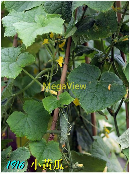 Cucumis Sativus 小黃瓜 小胡瓜 花瓜 花胡瓜 小瓜 小刺瓜 水胡瓜 博視植物網