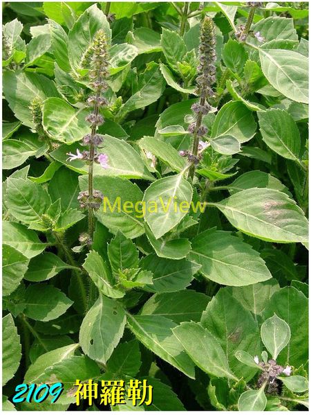Ocimum tenuiflorum 神羅勒 (聖羅勒、荷力羅勒、打拋葉)