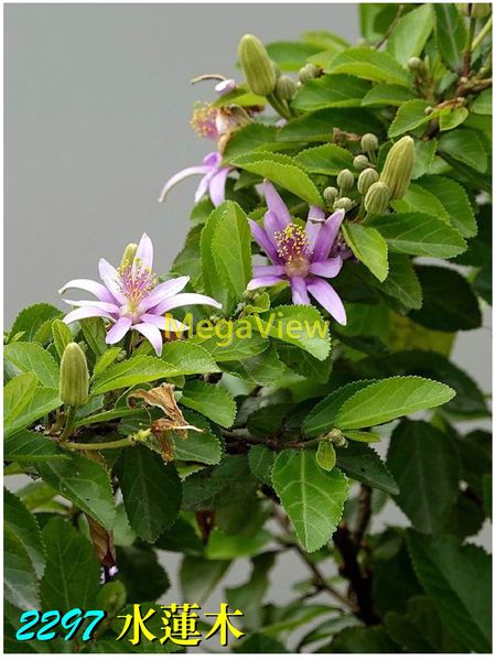 Grewia Occidentalis 水蓮木 睡蓮木 紫花捕魚木 星桑花 鐵線蓮 博視植物網