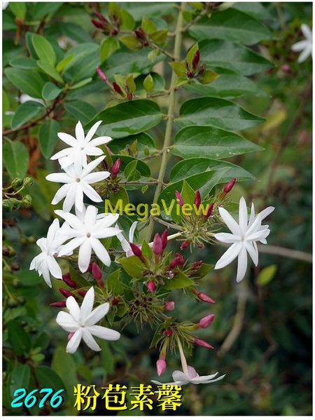 Jasminum dichotomum 粉苞素馨 (黃金海岸素馨、豔茉莉)