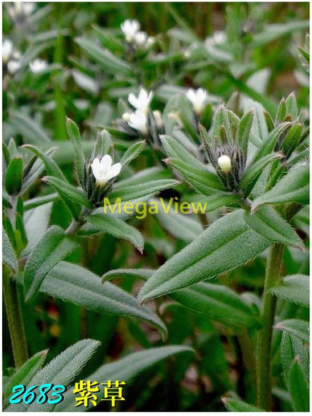 Lithospermum erythrorhizon 紫草 (山紫草、紫丹、紫草根)