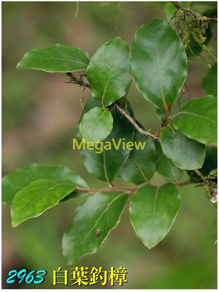 Lindera glauca 白葉釣樟 (假死柴、川上氏山胡椒、小白葉釣樟、山胡椒、滿山香、枯死柴)