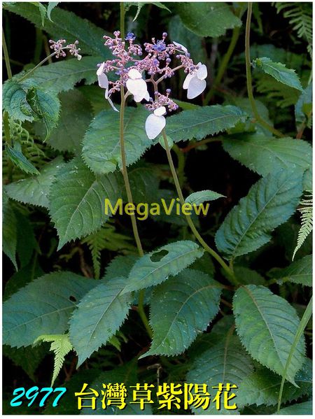 Hydrangea densifolia 台灣草紫陽花 (草紫陽花、台灣草本紫陽花、草繡球、人心藥)