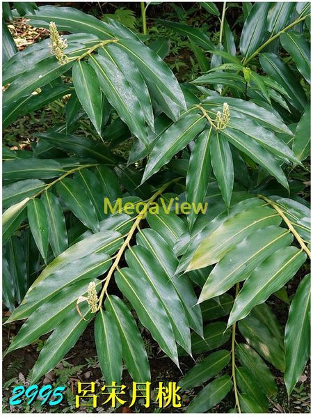 Alpinia flabellata 呂宋月桃 (蘭嶼山薑、扇唇山薑)