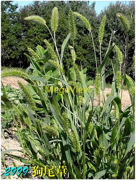 Setaria viridis 狗尾草 (綠狗尾草、谷莠子、狗尾巴草、海濱狗尾草、莠)