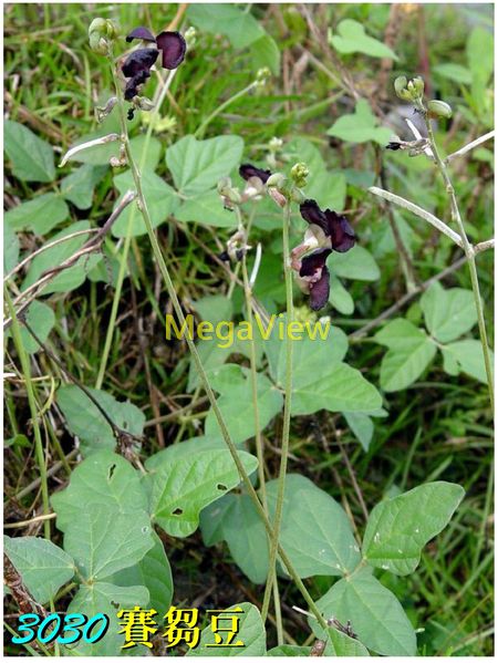 Macroptilium Atropurpureum 賽芻豆 大翼豆 紫花大翼豆 暗紫草豆 紫伏豆 博視植物網