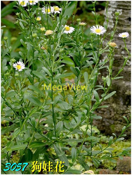 Aster hispidus 狗娃花(荒野之野菊) – 博視植物網