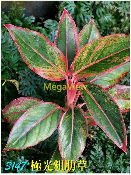 Aglaonema 'Siam Aurora' 極光粗肋草 (暹羅極光粗肋草)