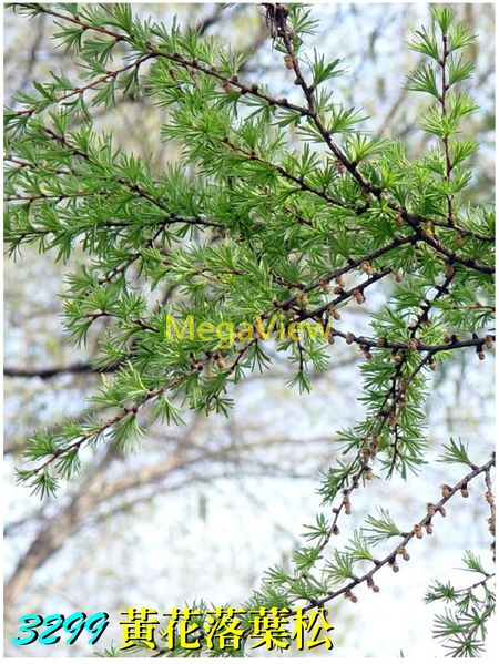 Larix olgensis 黃花落葉松 (長白落葉松)