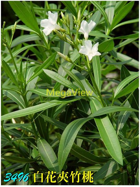 Nerium Oleander Album 白花夾竹桃 博視植物網