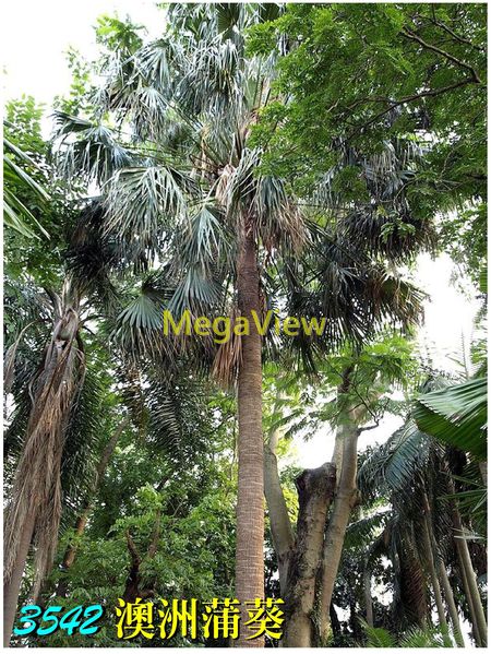 Arecaceae 棕櫚科
