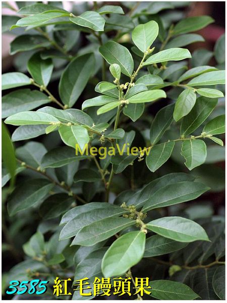 Glochidion puberum 紅毛饅頭果 (算盤子、野南瓜、金骨風、柿子椒、紅毛赤血)