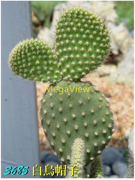 Opuntia microdasys var. albispina 白烏帽子 (白桃扇、白毛仙人掌)