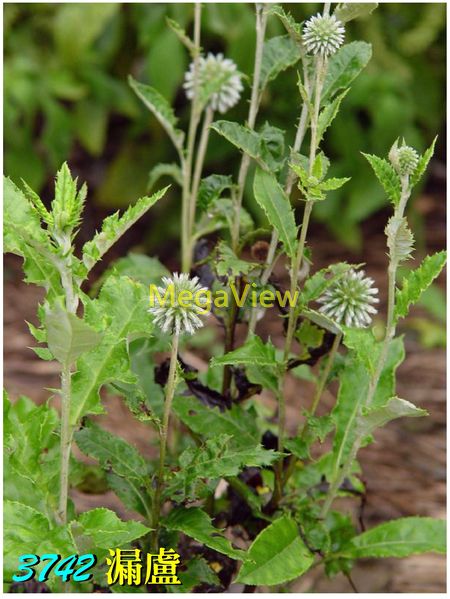 Echinops grijsii 漏盧 (山防風、華東藍刺頭、禹州漏盧)
