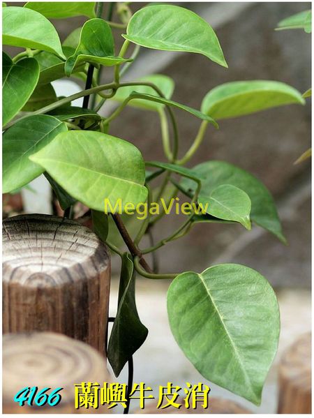 Cynanchum lanhsuense 蘭嶼牛皮消 (蘭嶼白薇)