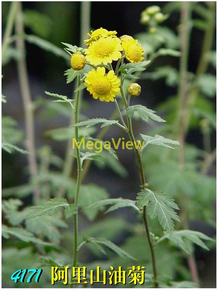 Dendranthema arisanense 阿里山油菊 (阿里山菊)