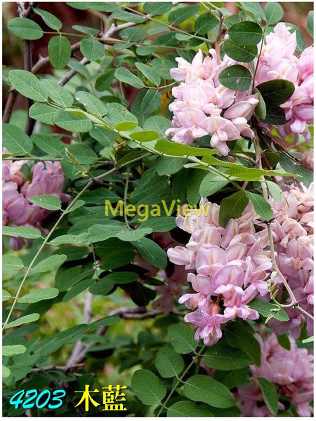 Indigofera tinctoria 木藍 (槐藍、木菁)