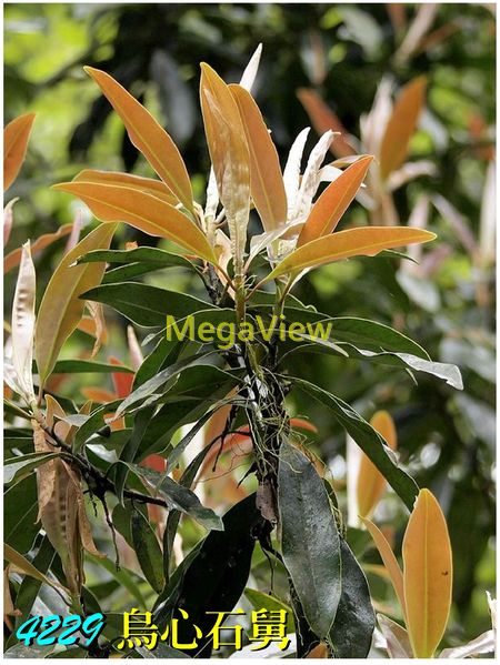 Magnoliaceae 木蘭科