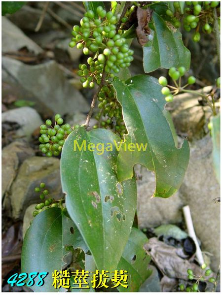Smilacaceae 菝契科