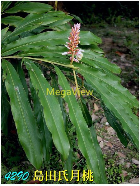 Alpinia shimadae 島田氏月桃 (七星月桃、長穗月桃)