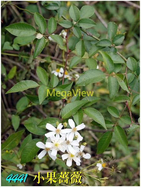 Rosa cymosa 小果薔薇 (桃園野薔薇、山木香、明目茶、雀梅)