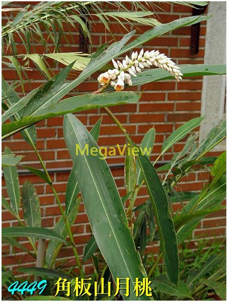 Alpinia mesanthera 角板山月桃 (角板山高良薑)