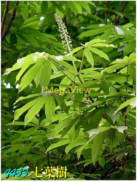 Aesculus chinensis 七葉樹 (馬栗樹、娑羅樹、稜欏樹、天師栗、七葉楓樹)