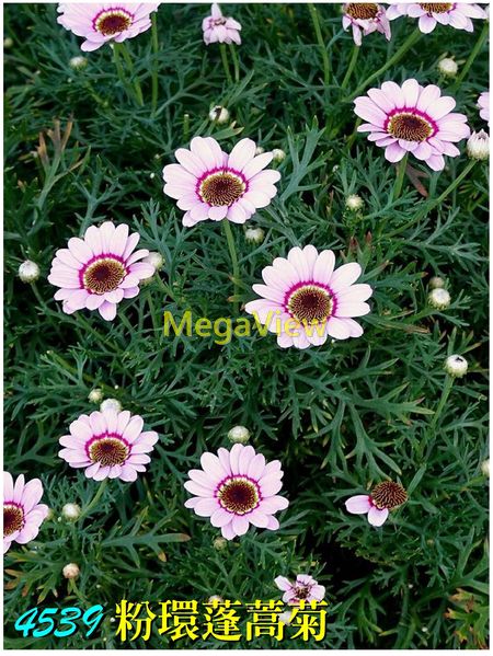 Argyranthemum 'Grandaisy Pink Halo' 粉環蓬蒿菊 (粉環瑪格麗特)