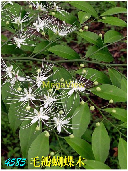 Capparis sabiifolia 毛瓣蝴蝶木 ()