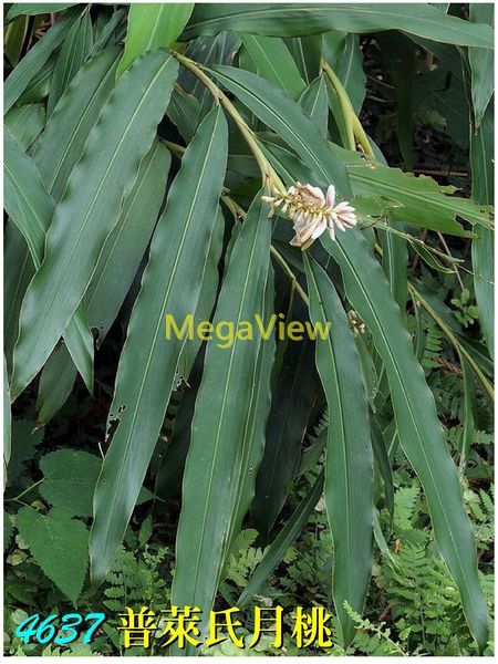 Alpinia pricei 普萊氏月桃 (短穗山姜)