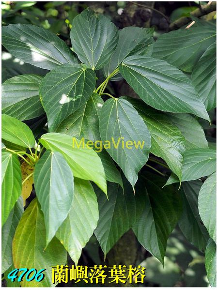 Ficus ruficaulis var. antaoensis 蘭嶼落葉榕 (橫脈榕、落葉榕、蘭嶼榕、紅莖榕)