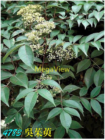 Tetradium ruticarpum 吳茱萸 (毛臭蠟樹、臭辣樹、吳萸、茶辣、漆辣子、伏辣子、曲藥子、氣辣子、臭泡子、臭辣子樹、左力純幽子、米辣子)